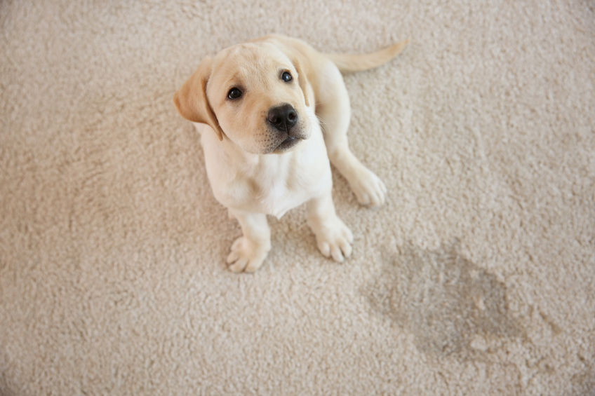 remove-carpet-pet-stains